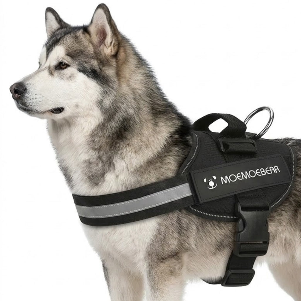 Outdoor Walking Harness